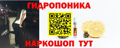 шишки Кингисепп